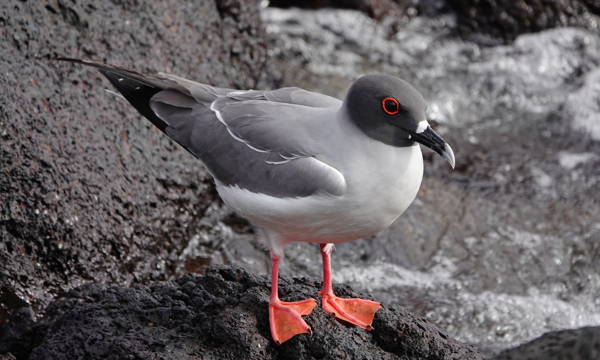 Swallow-tailed Gull - ML643014997