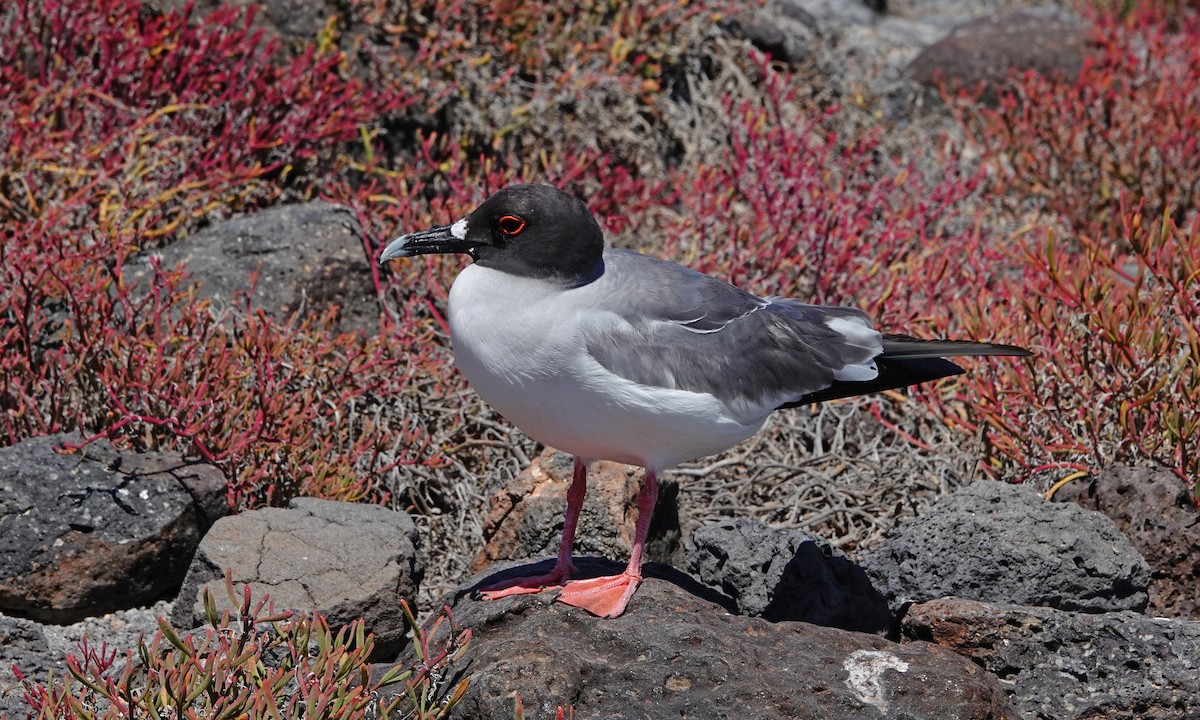 Swallow-tailed Gull - ML643014998