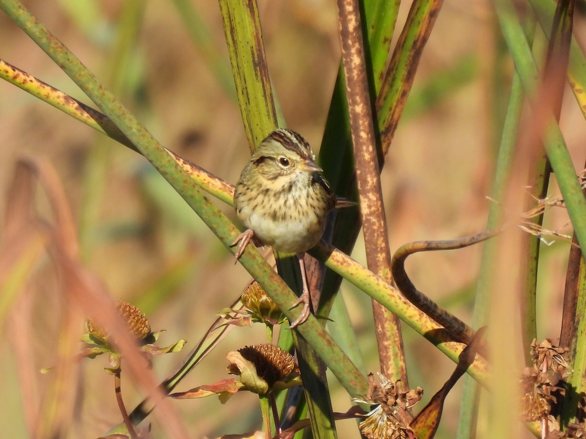 Lincoln's Sparrow - ML643015000