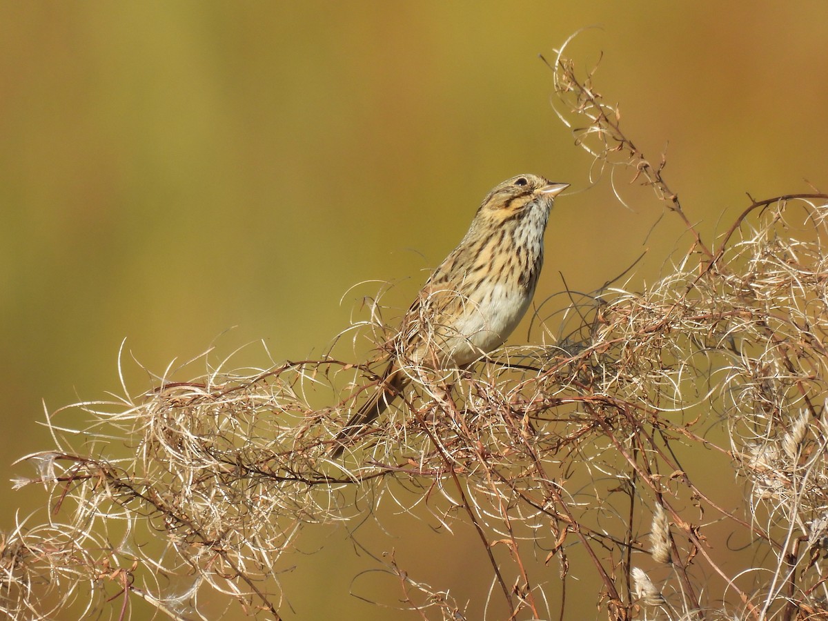 Lincoln's Sparrow - ML643015001