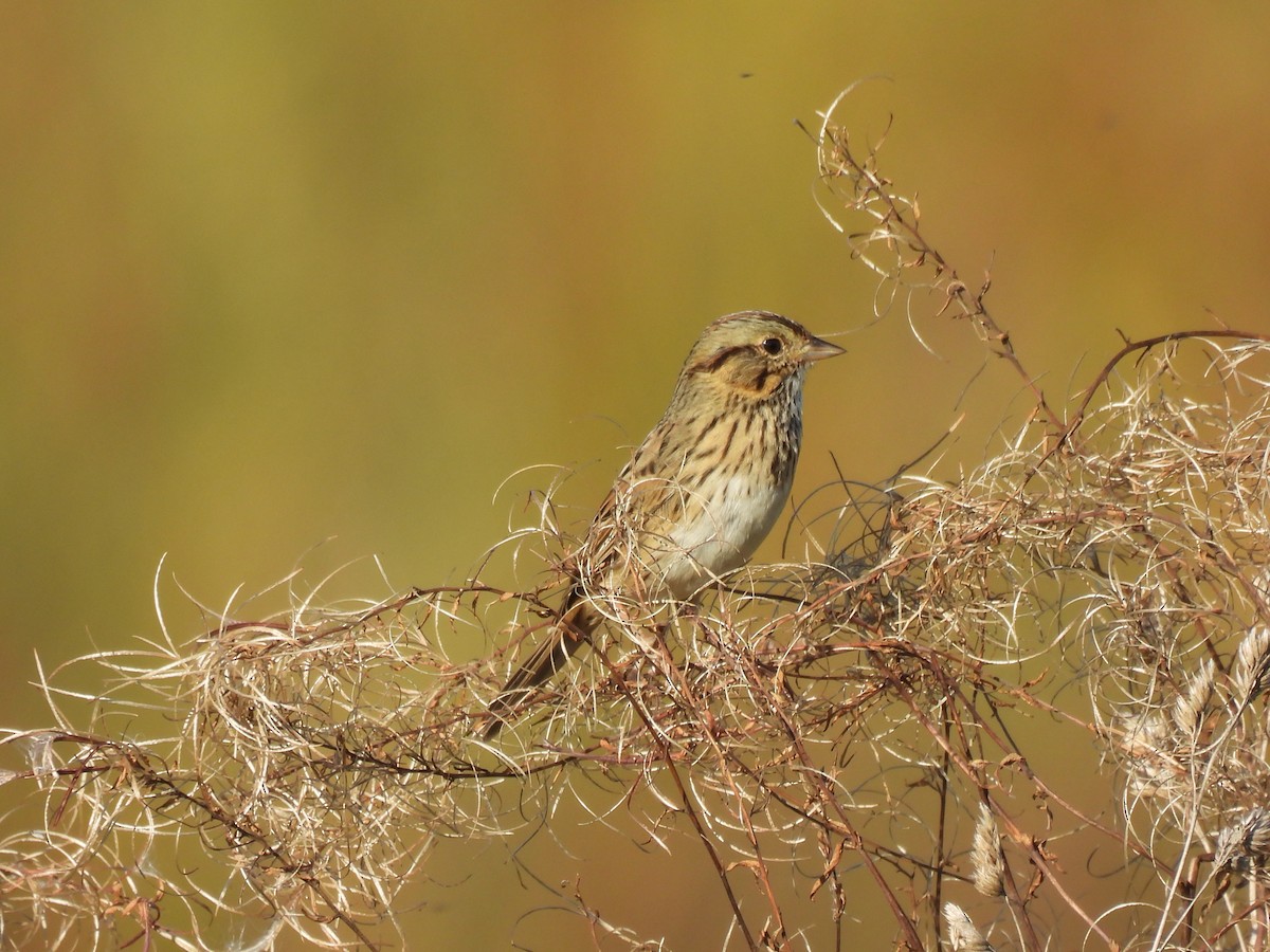 Lincoln's Sparrow - ML643015002
