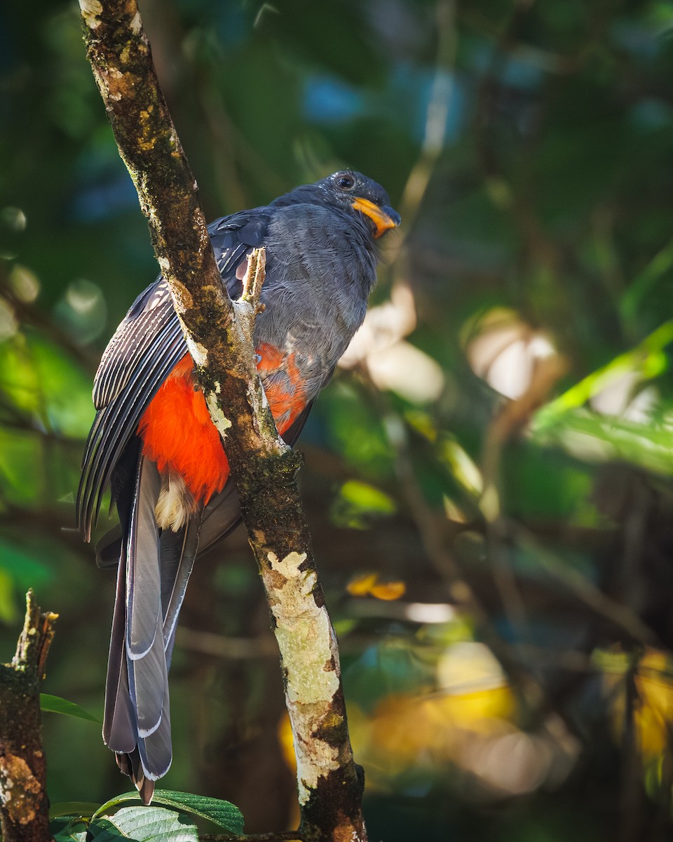 Slaty-tailed Trogon - ML643015012