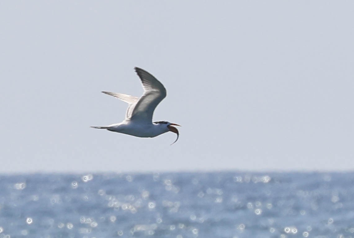 Royal Tern - ML643015014