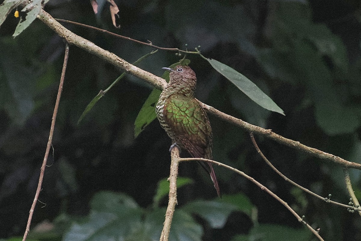 African Emerald Cuckoo - ML643015015