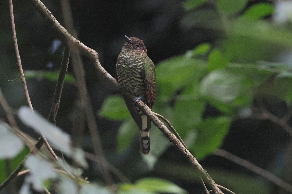 African Emerald Cuckoo - ML643015016