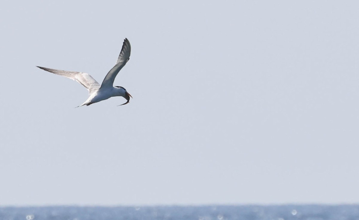 Royal Tern - ML643015017