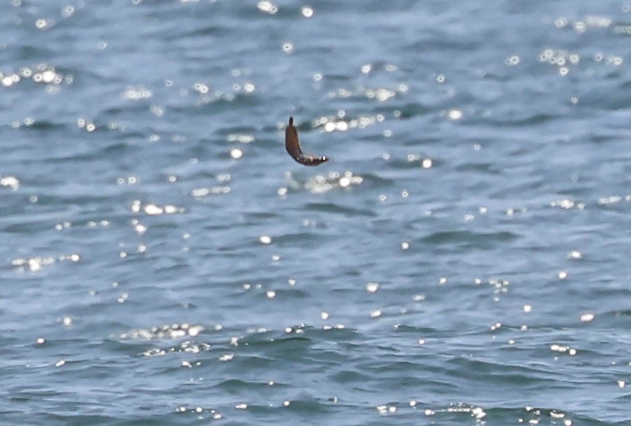 Royal Tern - ML643015018