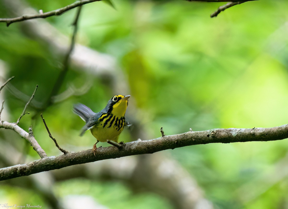 Canada Warbler - ML643015019