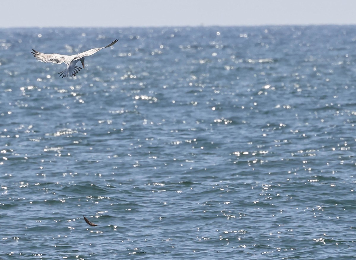 Royal Tern - ML643015020