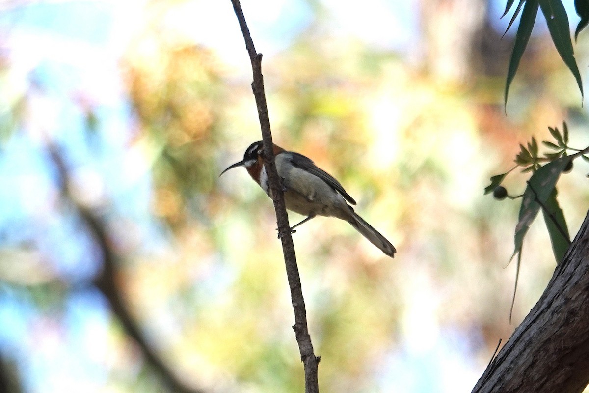 Western Spinebill - ML643015022