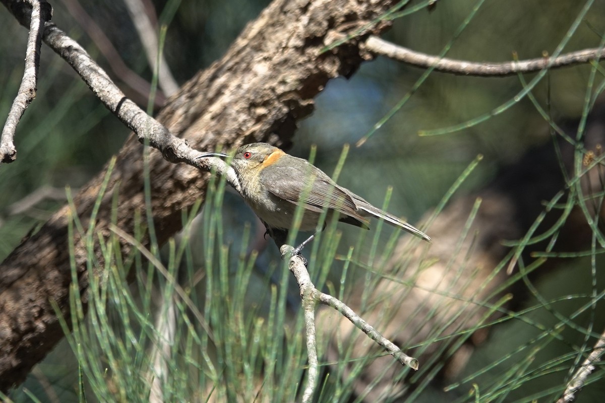 Western Spinebill - ML643015023