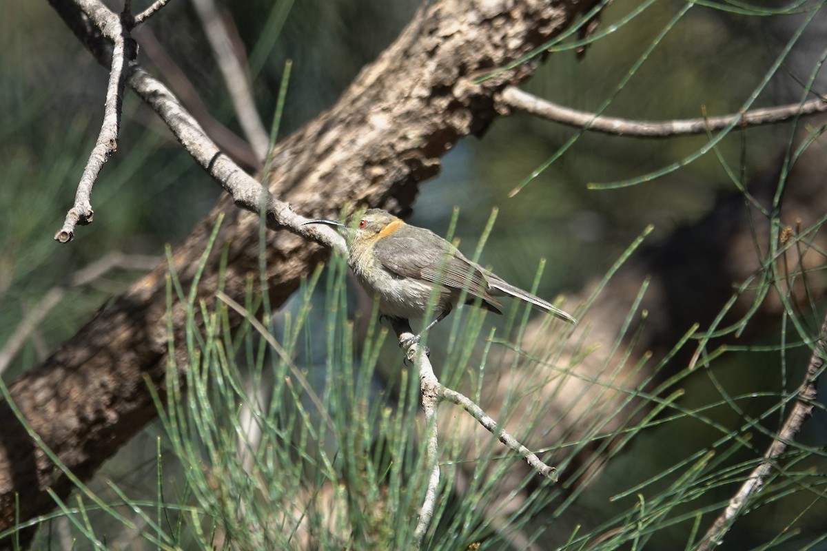 Western Spinebill - ML643015024