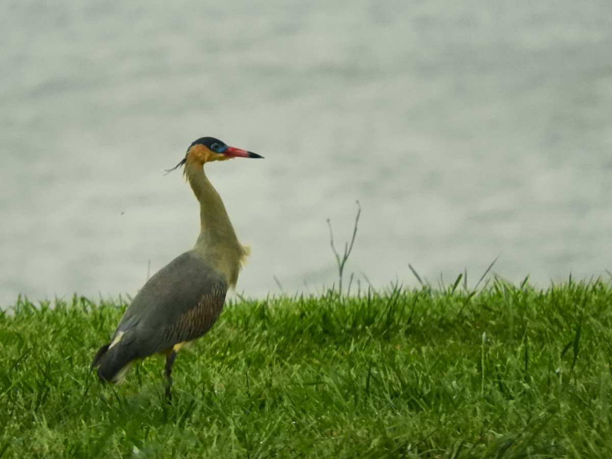 Whistling Heron - ML643015025