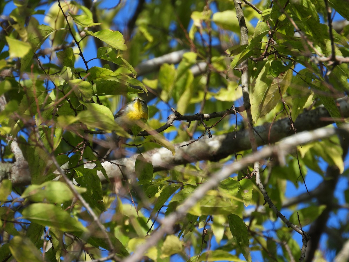 Northern Parula - ML643015026