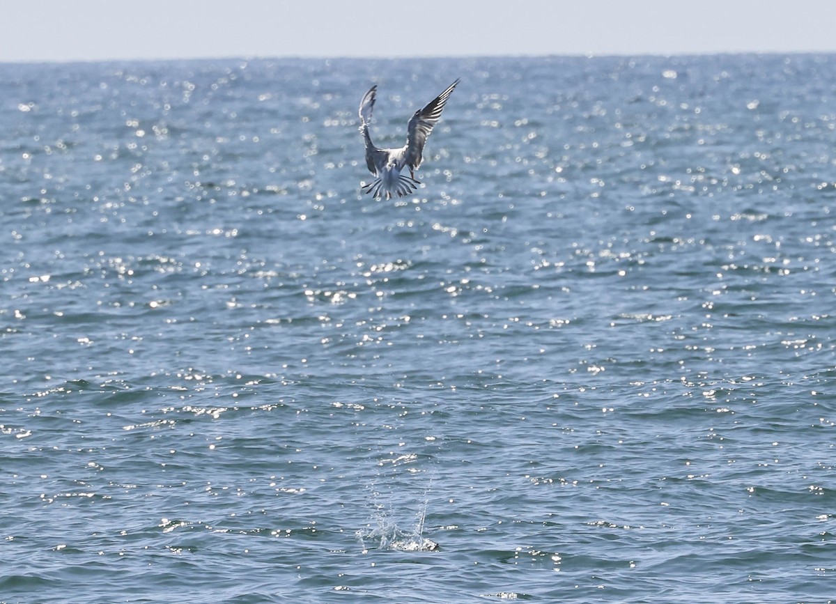 Royal Tern - ML643015027