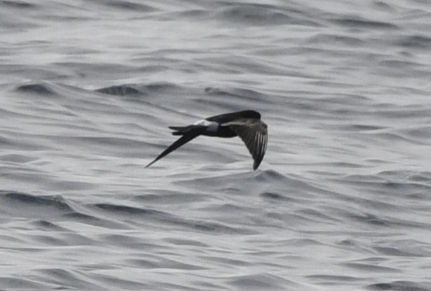 Wilson's Storm-Petrel - ML643015028