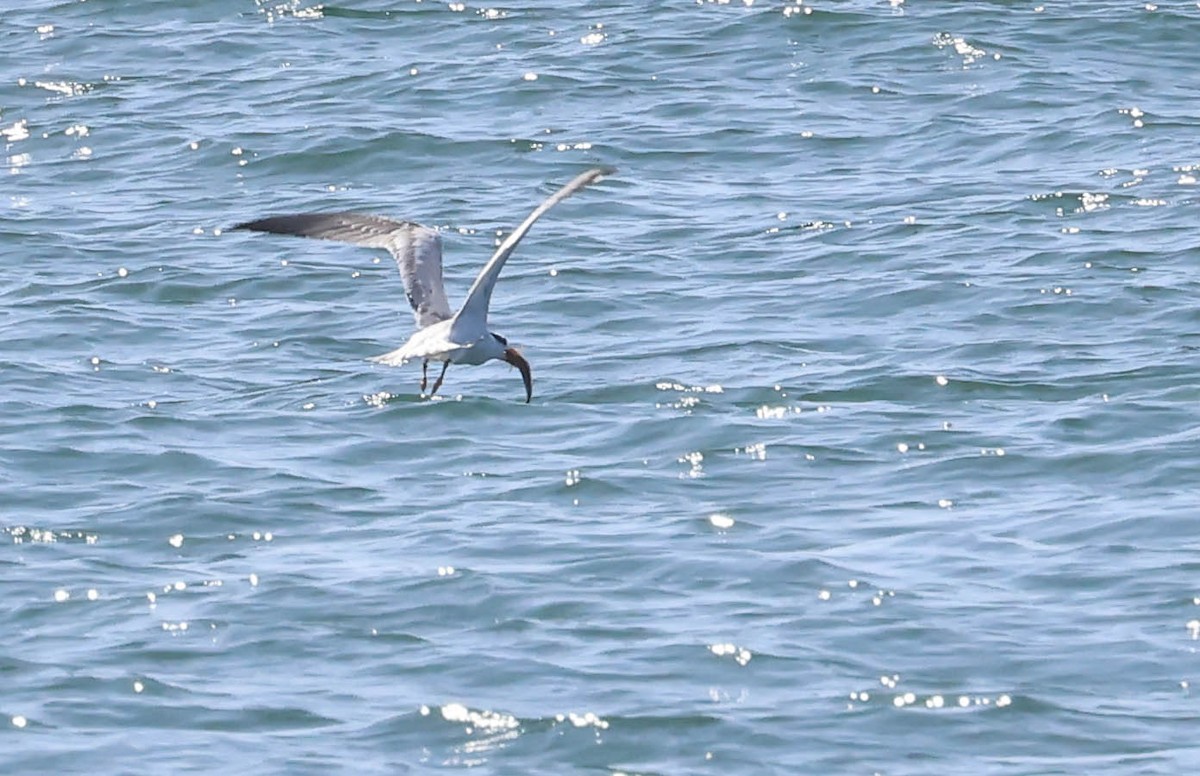 Royal Tern - ML643015029