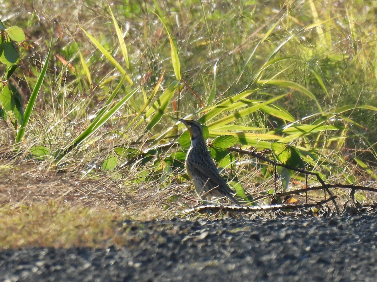 Western Meadowlark - ML643015030