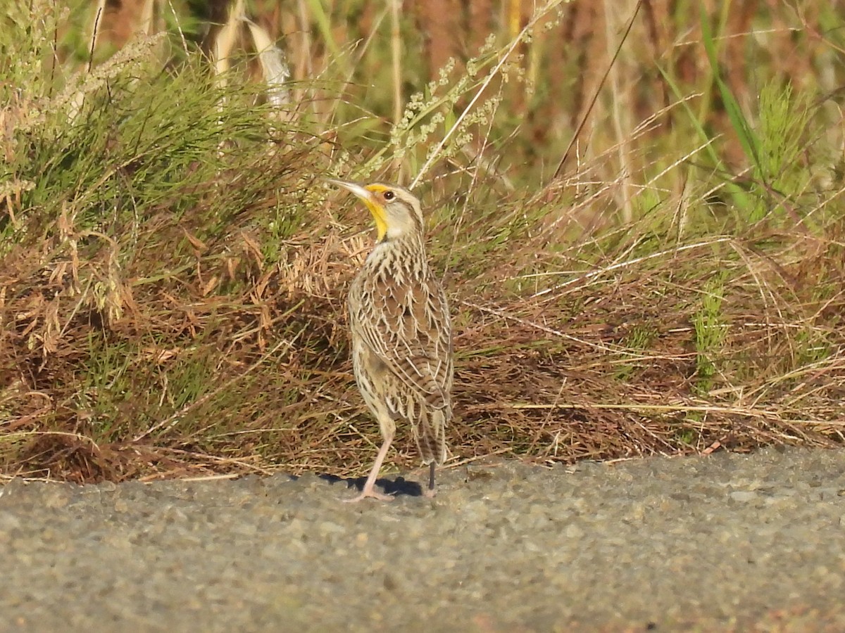 Western Meadowlark - ML643015031