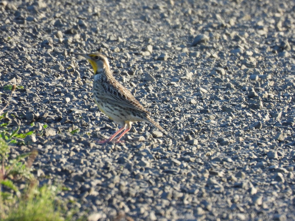 Western Meadowlark - ML643015032
