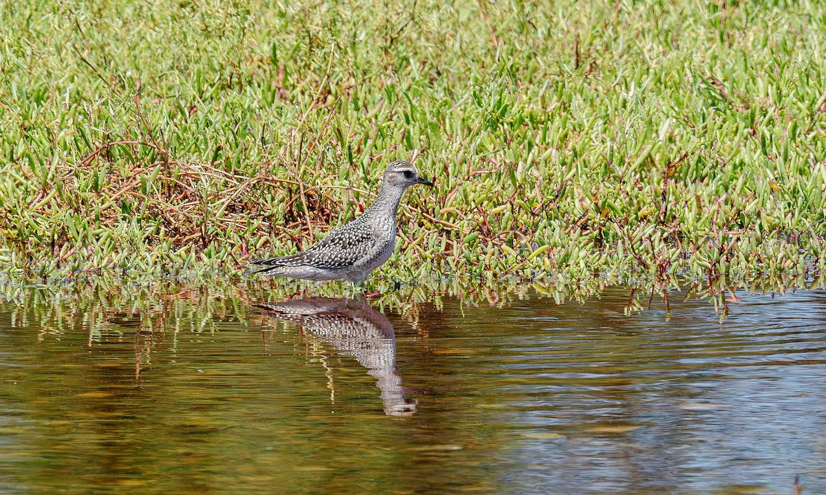 American Golden-Plover - ML643015033