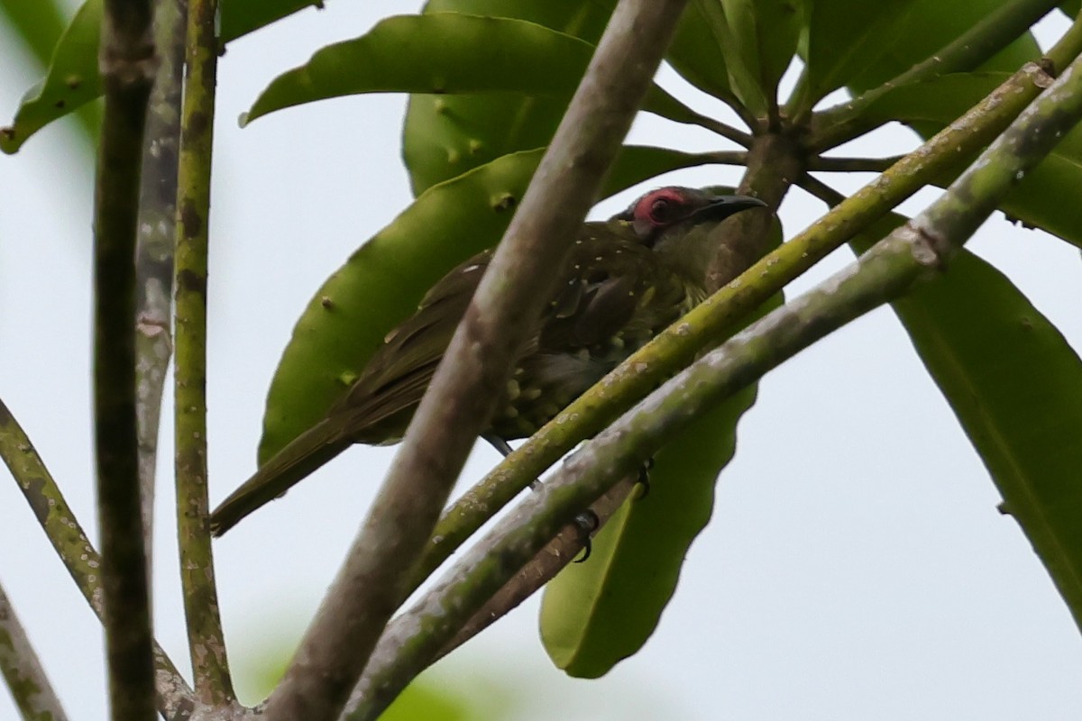Spotted Honeyeater - ML643015035