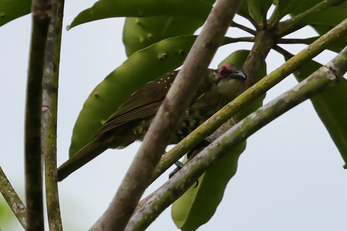 Spotted Honeyeater - ML643015036