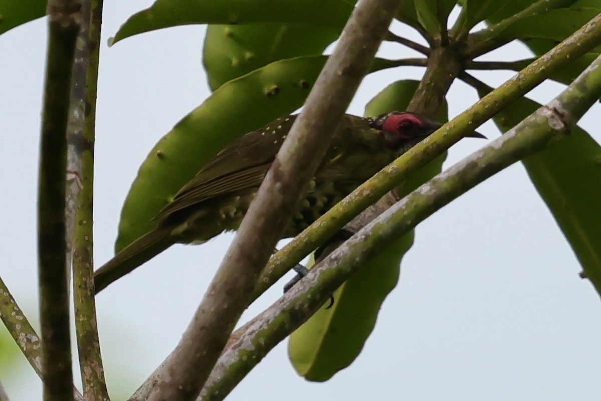 Spotted Honeyeater - ML643015037