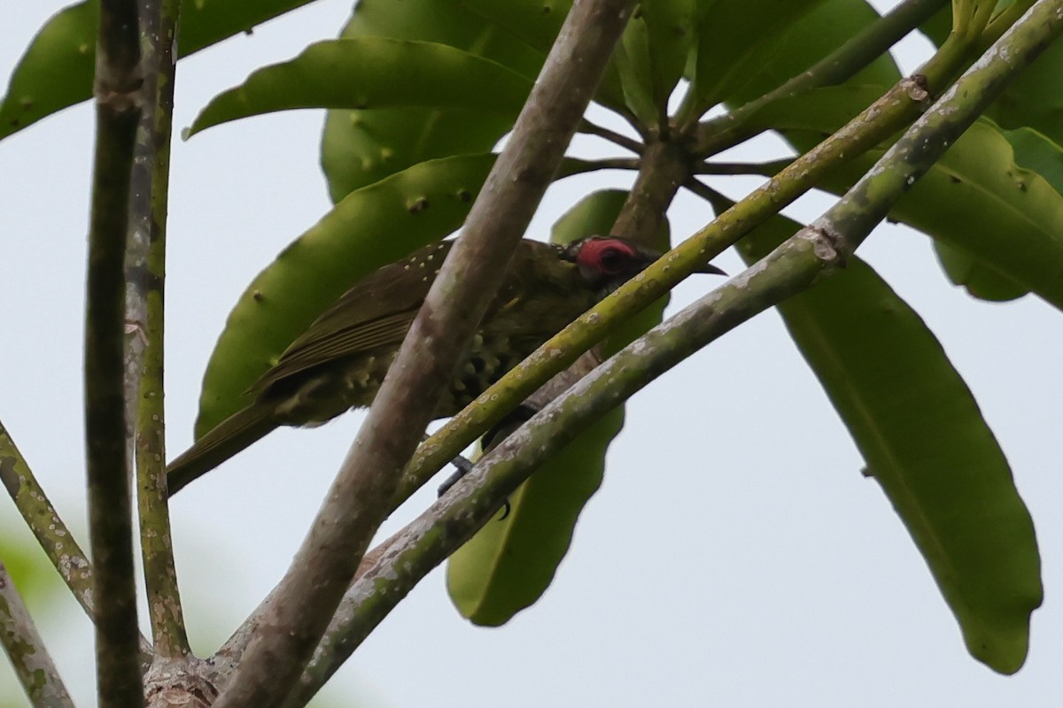 Spotted Honeyeater - ML643015038