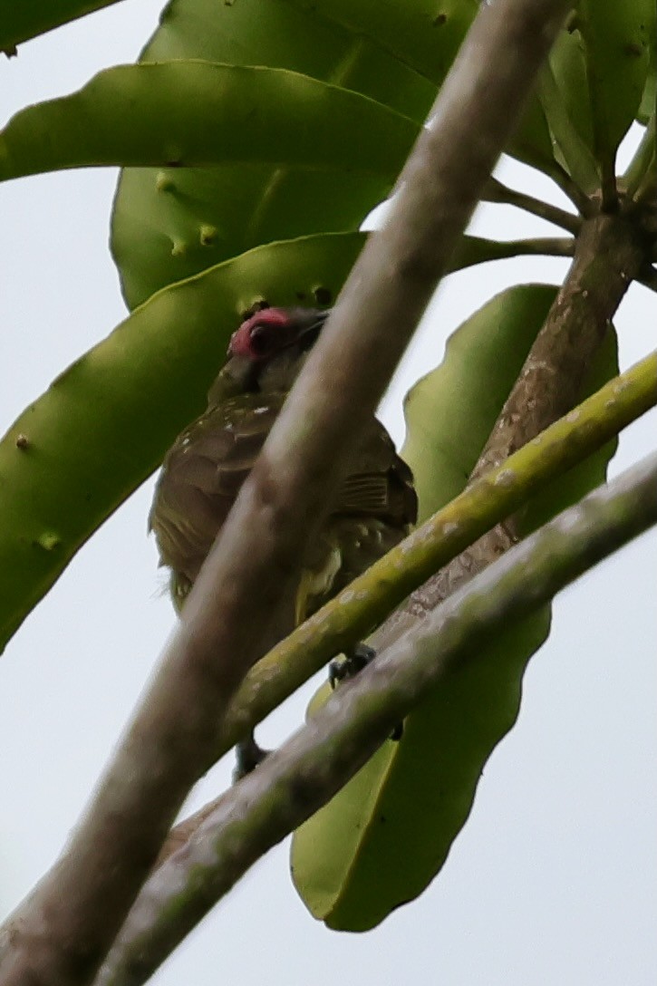 Spotted Honeyeater - ML643015039
