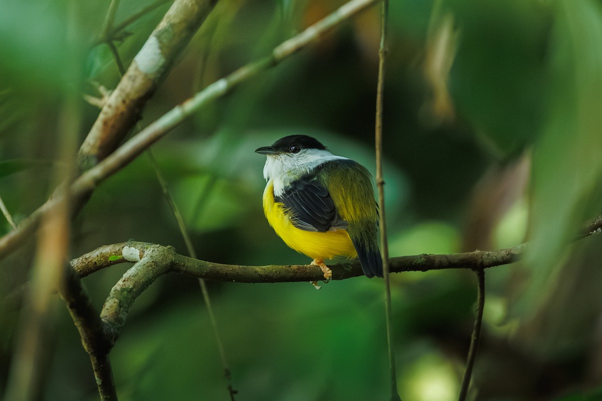 White-collared Manakin - ML643015040