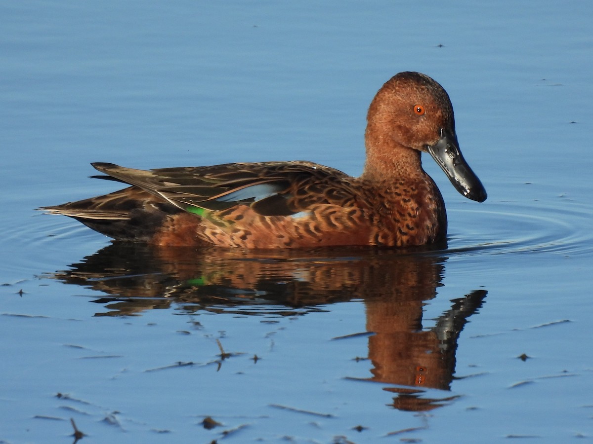Cinnamon Teal - ML643015041