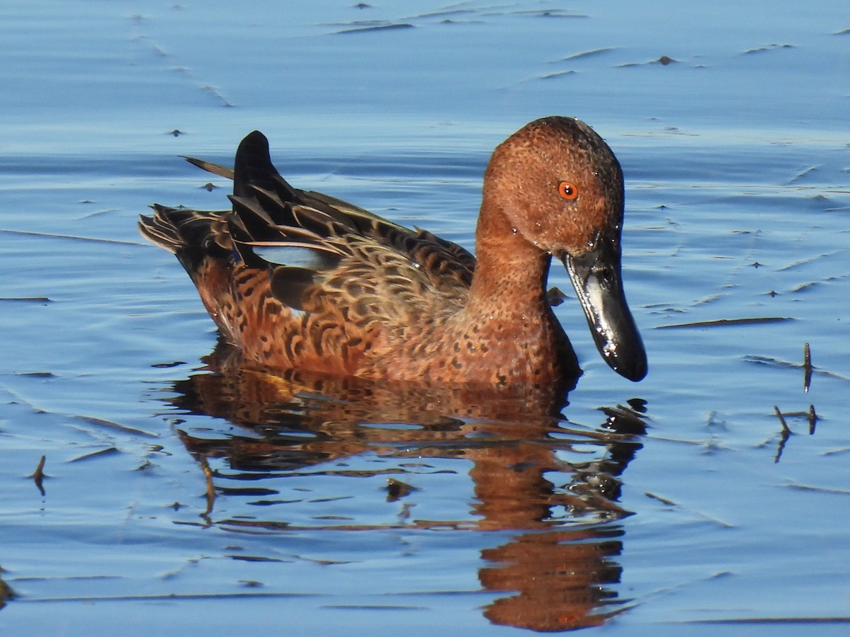 Cinnamon Teal - ML643015042