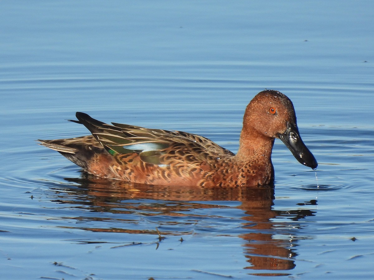 Cinnamon Teal - ML643015043