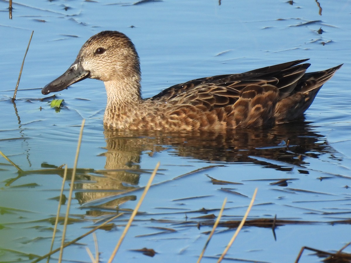 Cinnamon Teal - ML643015044