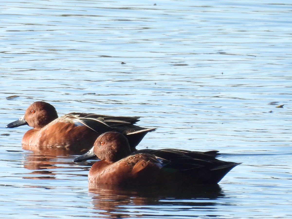 Cinnamon Teal - ML643015045