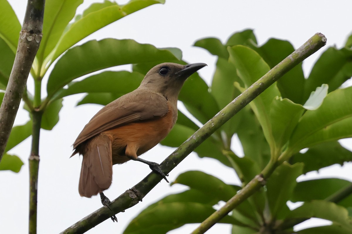 Raja Ampat Pitohui - ML643015052