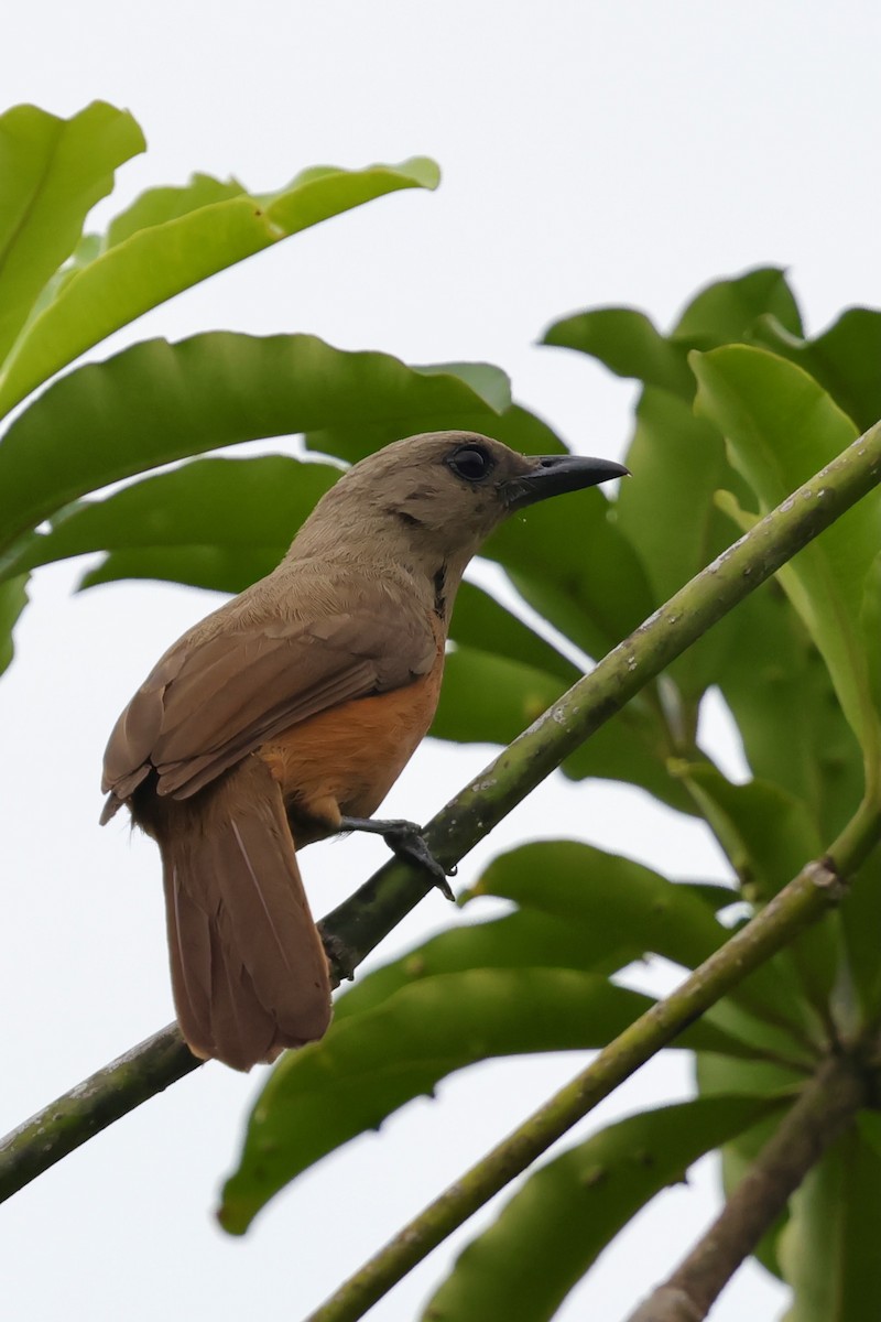 Raja Ampat Pitohui - ML643015053