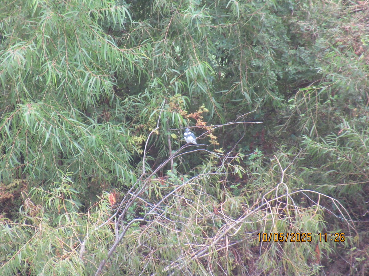 Belted Kingfisher - ML643015076