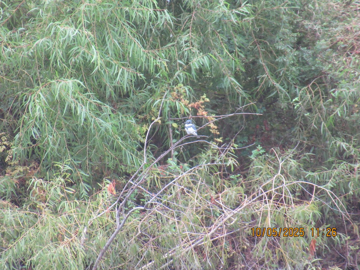 Belted Kingfisher - ML643015078