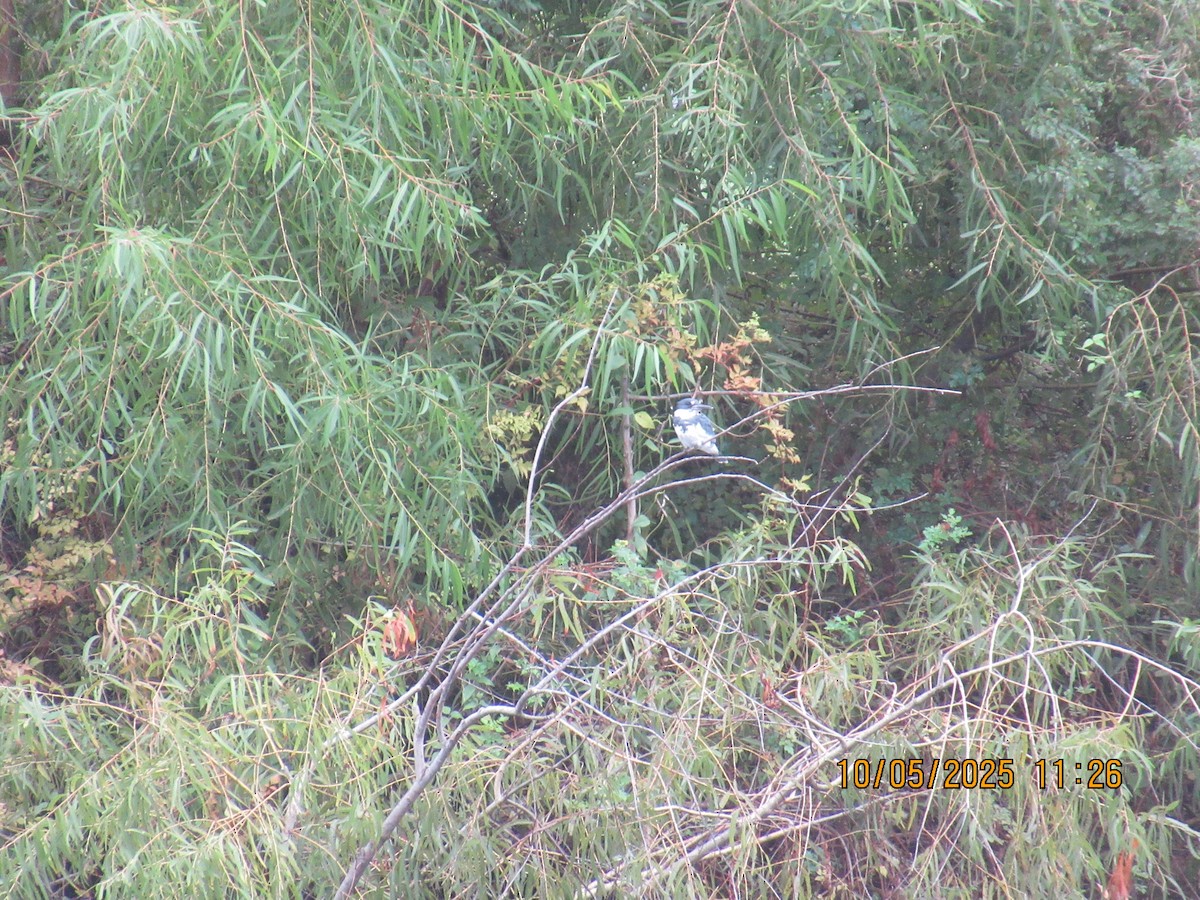 Belted Kingfisher - ML643015079