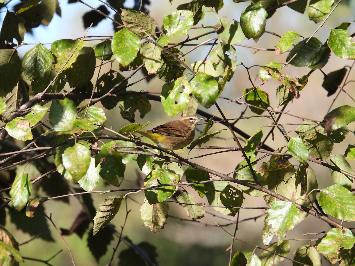 Palm Warbler - ML643015089
