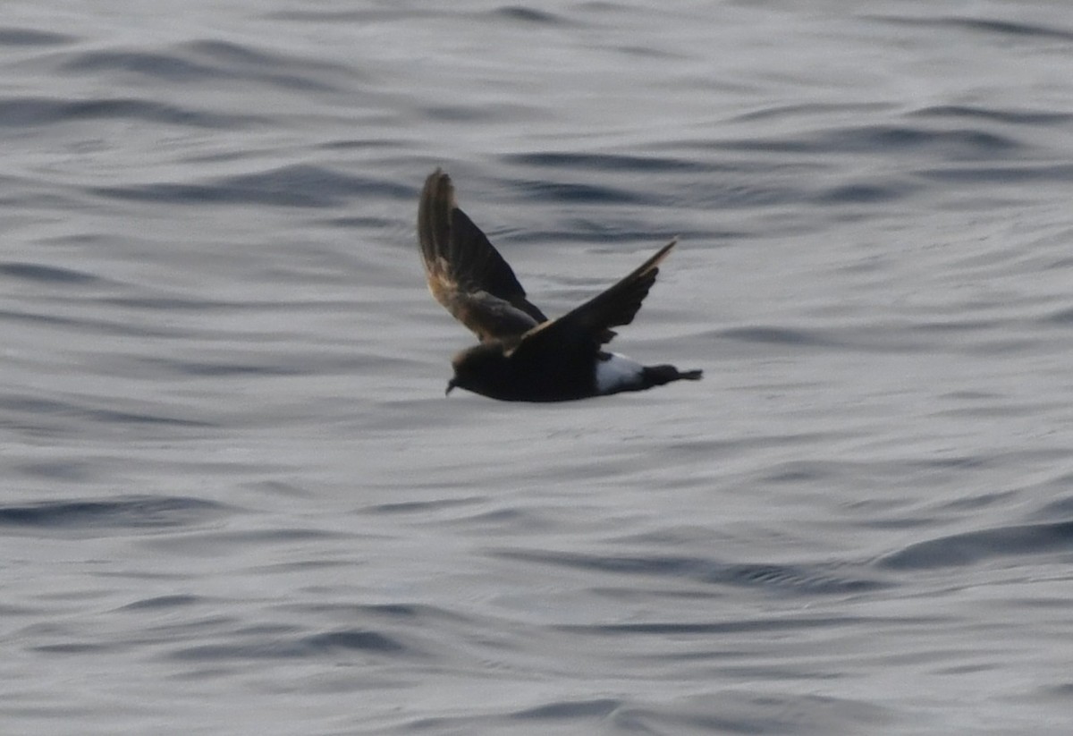 Wilson's Storm-Petrel - ML643015091