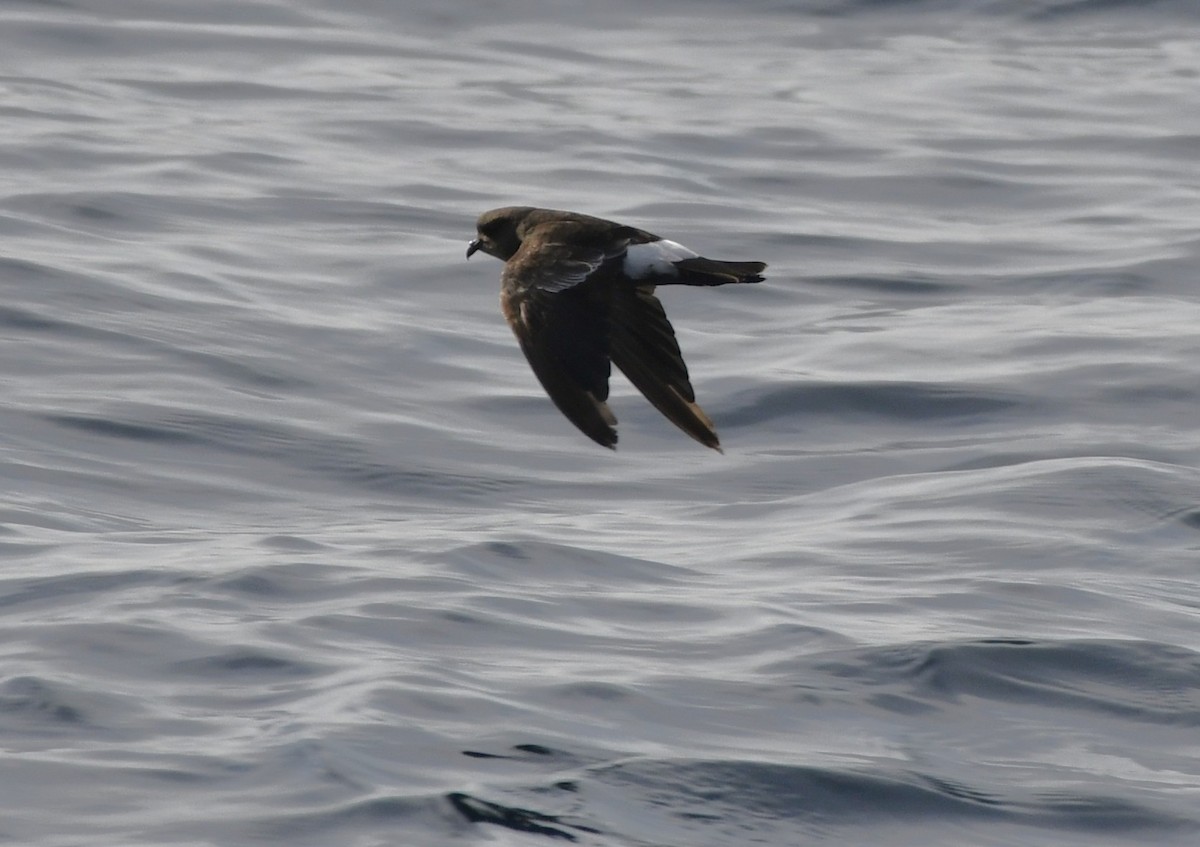 Wilson's Storm-Petrel - ML643015094