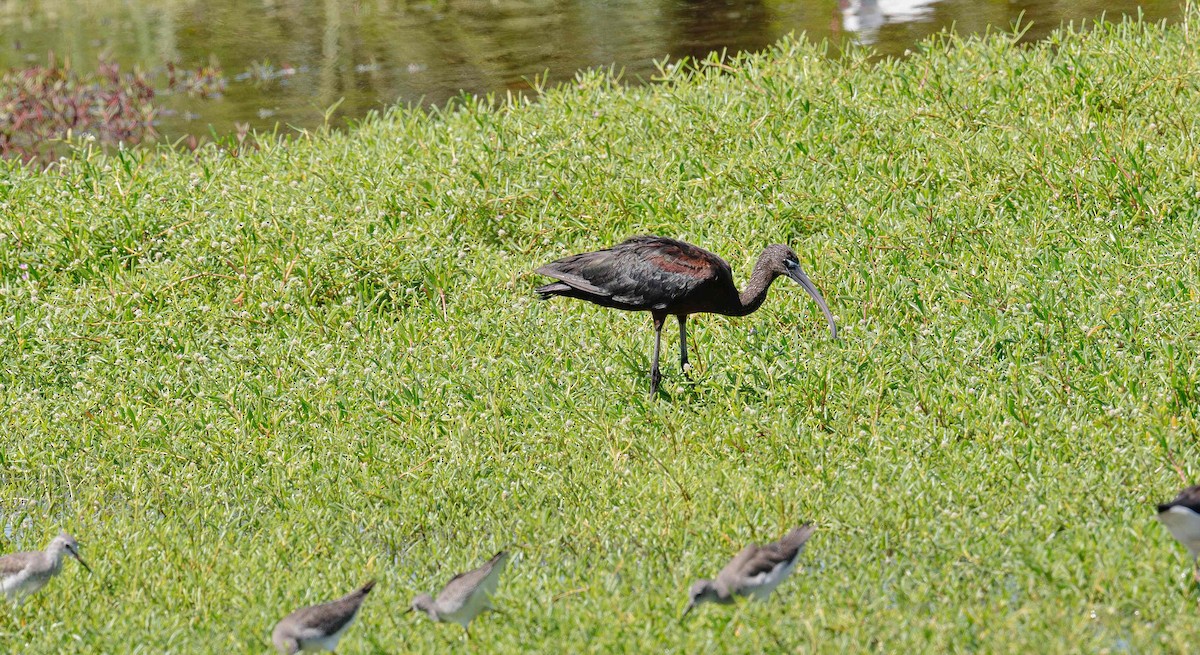Glossy Ibis - ML643015099