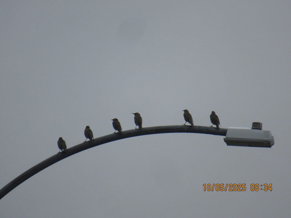 European Starling - ML643015110
