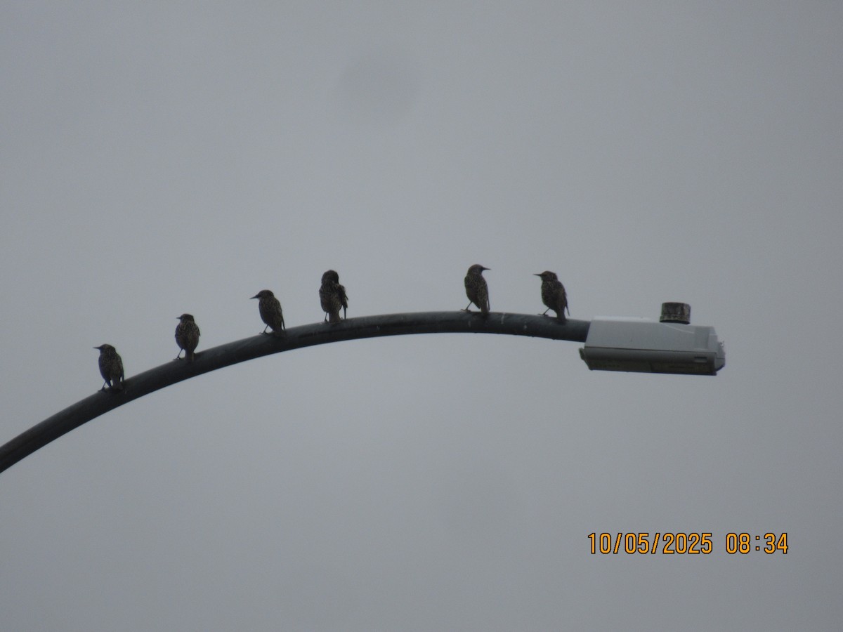 European Starling - ML643015111