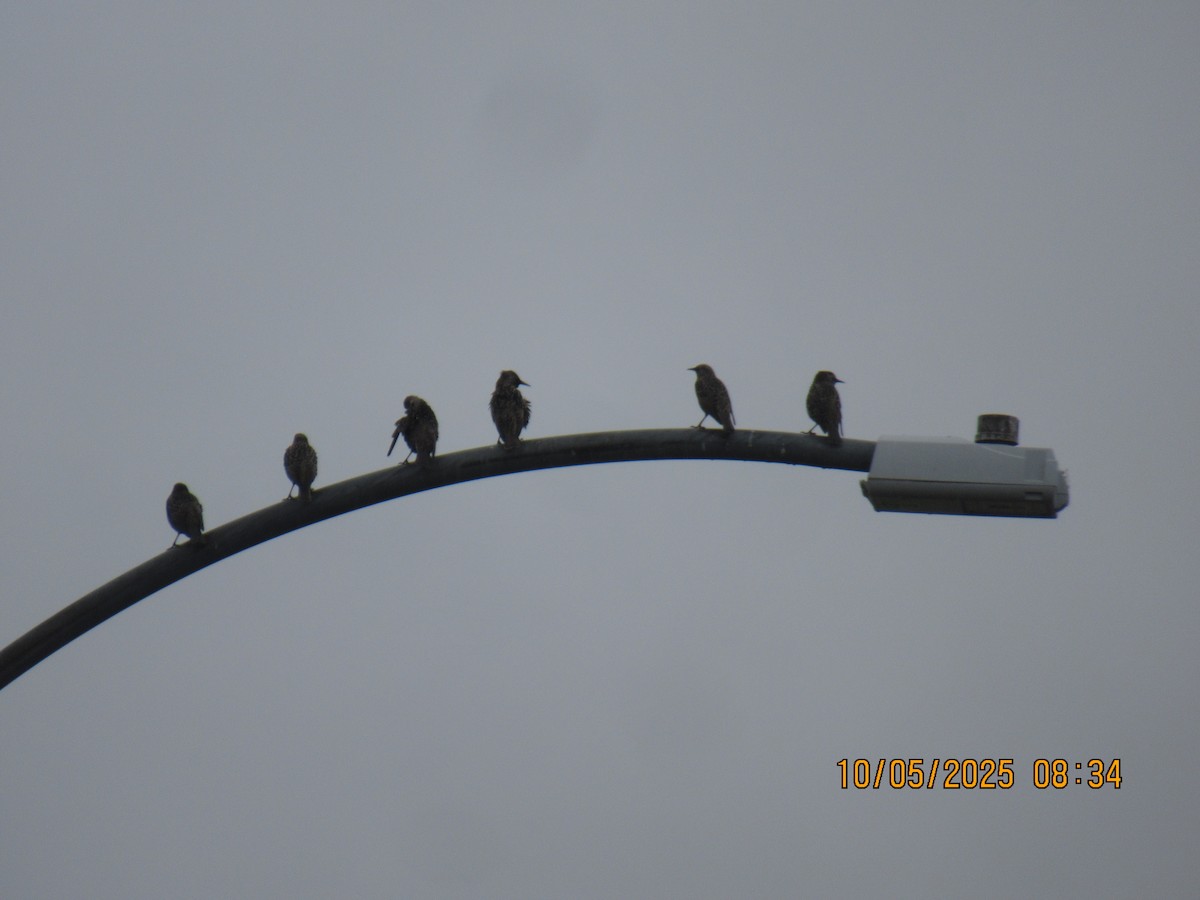 European Starling - ML643015112