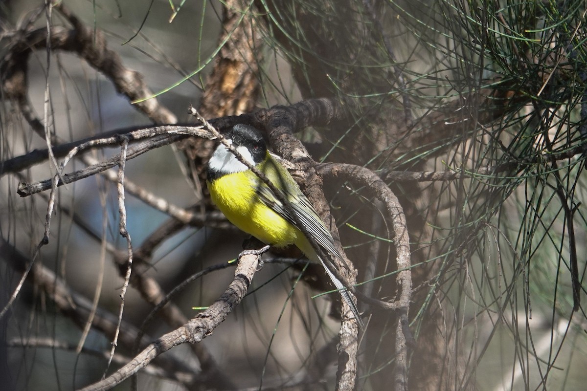 Golden Whistler (Western) - ML643015113
