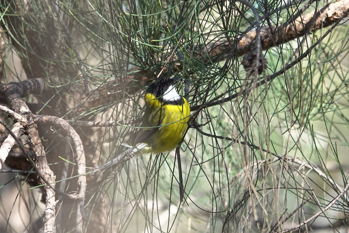 Golden Whistler (Western) - ML643015114